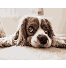 Картина по номерам Stateg Мечтательный спаниель 40х50 см DY086