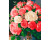 Картина за номерами "Квіти кохання" ArtCraft 40*50 см 13088-AC