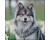 Алмазная картина Strateg Хаски в цветах 30x30 см FZ3030-44