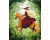Картина за номерами "Чарівна наїздниця" Artcraft 40*50 см 10158-AC